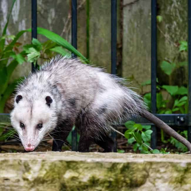 Do Possums Eat Dog Poop