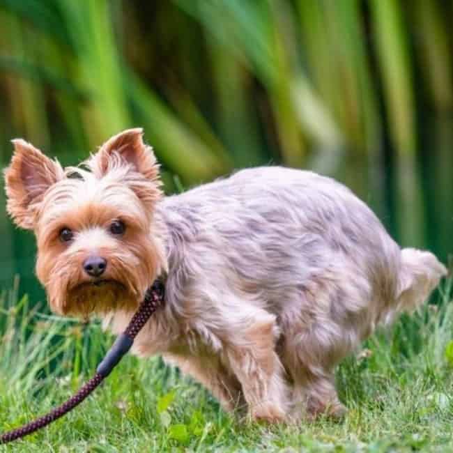 Do Possums Eat Dog Poop