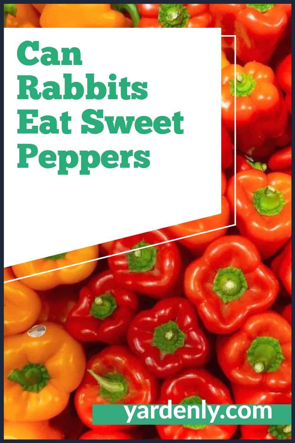 Can Rabbits Eat Sweet Peppers