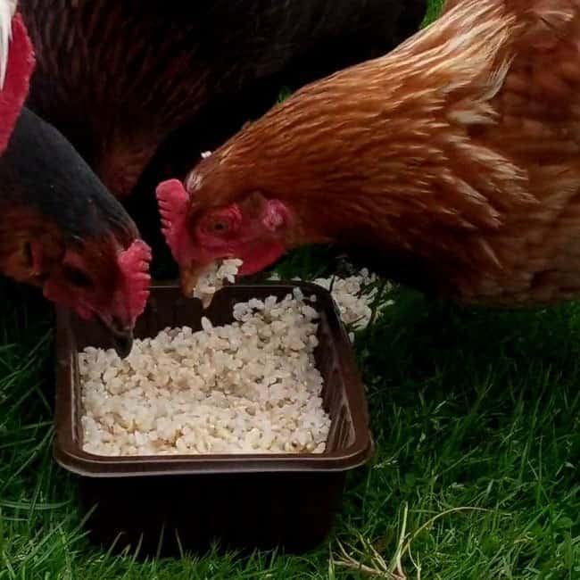 Can Chickens Eat Rice Krispies