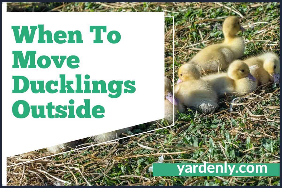 When To Move Ducklings Outside
