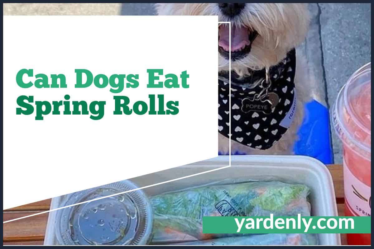 Can Dogs Eat Spring Rolls