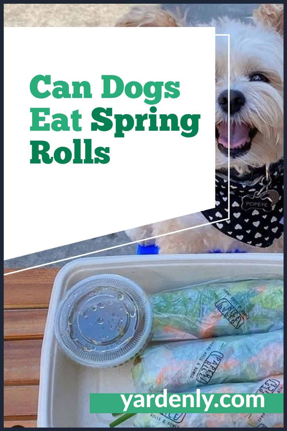 Can Dogs Eat Spring Rolls