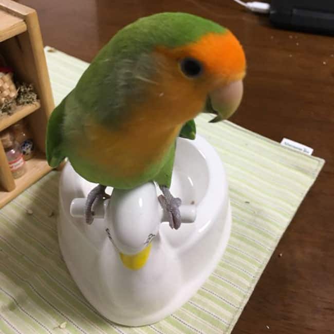 Do Pet Birds Poop Everywhere