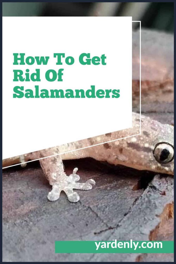 Guide to Catching and Identifying Salamanders in Your Home