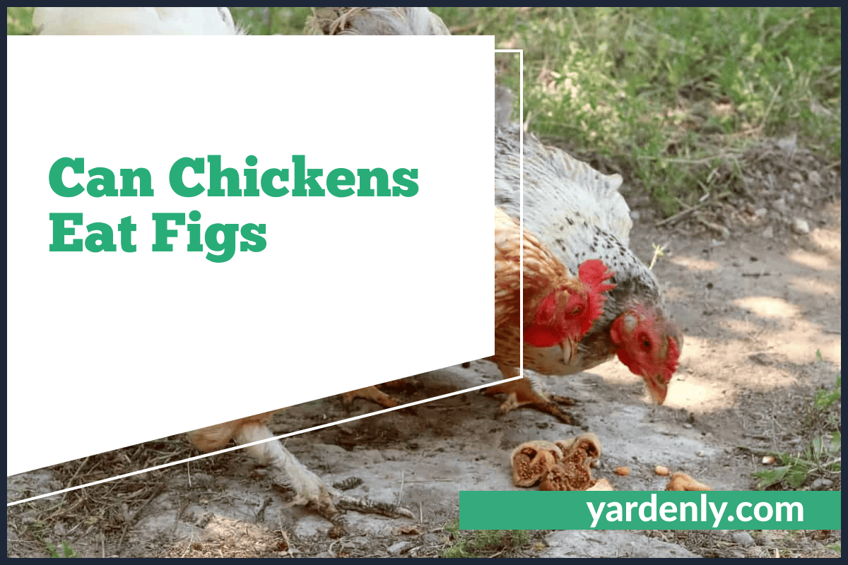Feeding Figs To Chickens Complete Guide And Benefits