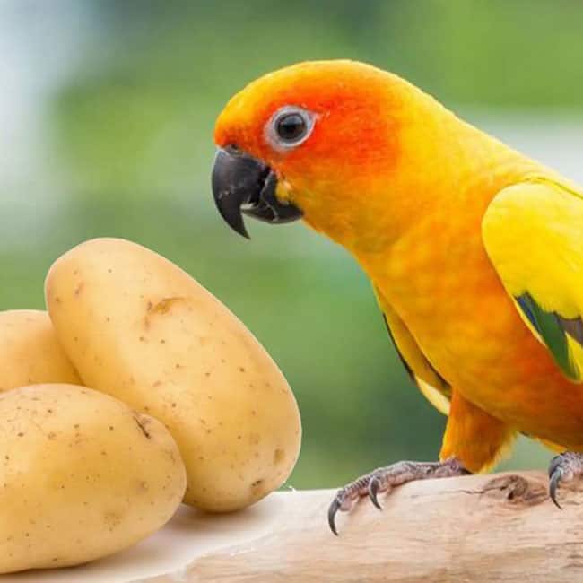 Can Parrots Eat Potatoes? Optimal Feeding Guide for Pet Parrots