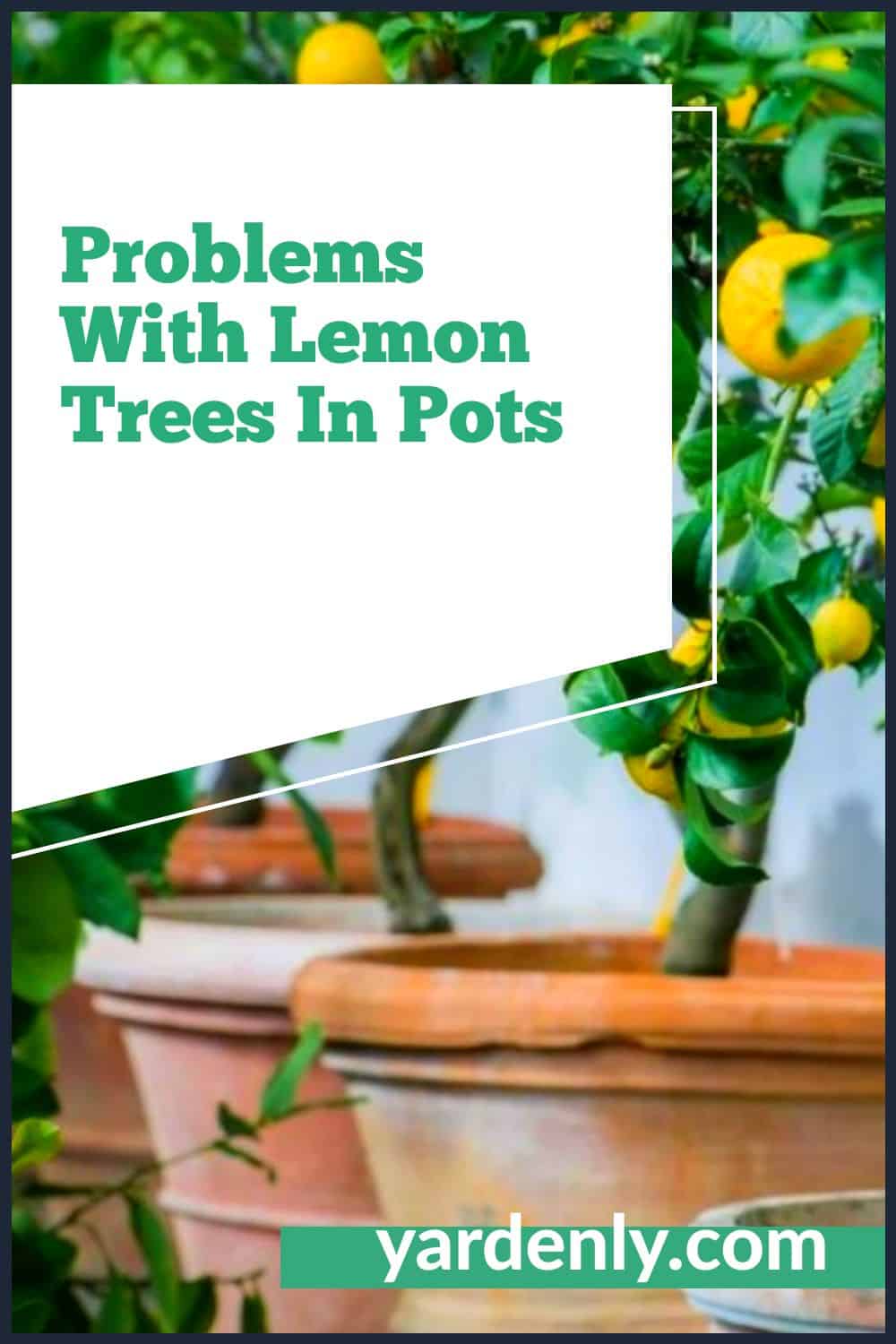 Potted Lemon Tree Care Solving Common Problems