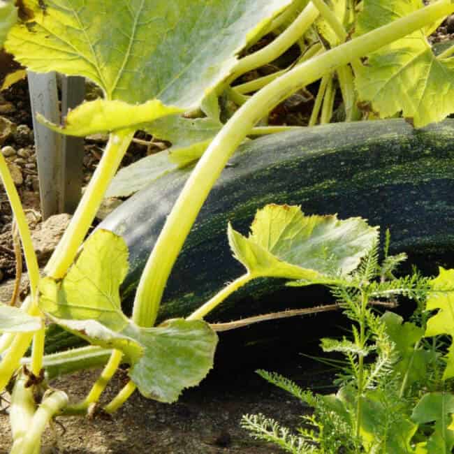 Fix Yellow Zucchini Leaves Your Ultimate Guide to Healthy Plants