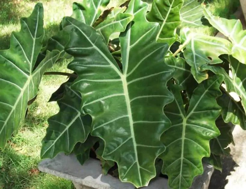 Growing Kris Plant Alocasia Information About Alocasia Indoor Planting