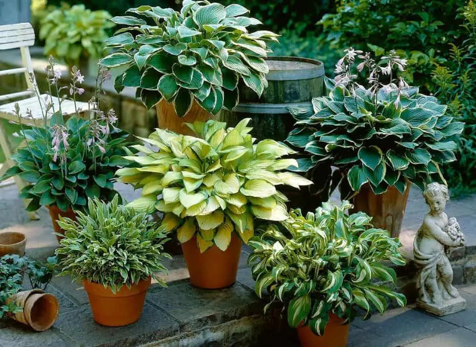 Best Plants For Pots In Michigan And The Upper Midwest Yard Kidz