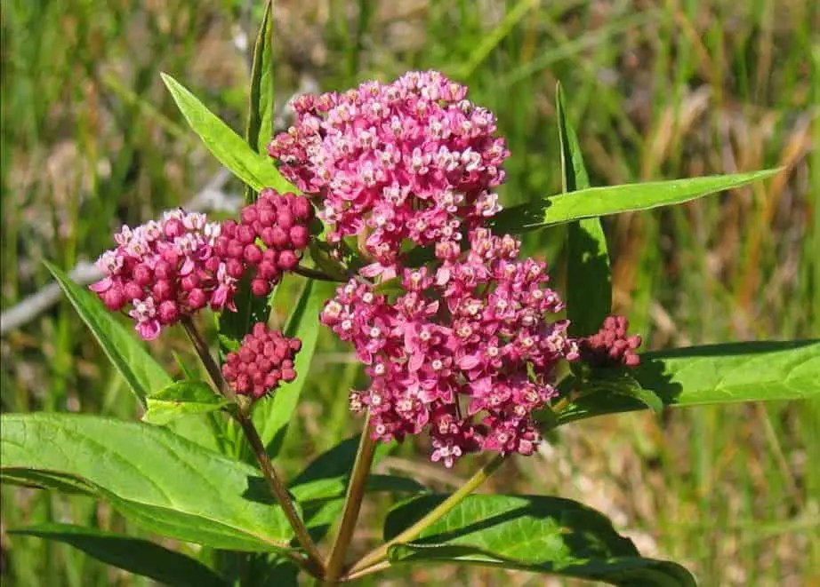 Is Milkweed Plant Poisonous To Pets, People And Livestock? Yard Kidz
