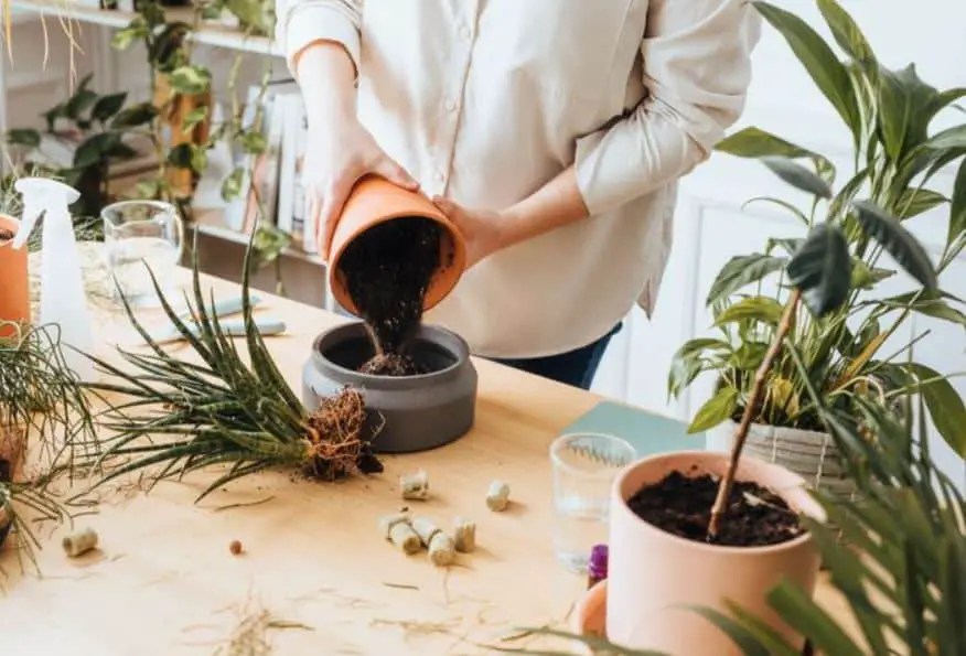 How Often Should You Repot Plants? Yard Kidz