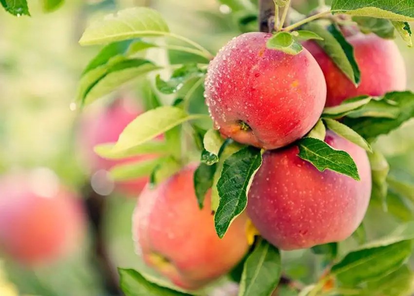 How To Protect Fruit Trees From Frost And Freeze Yard Kidz