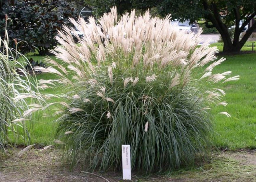 Best Ornamental Grasses For New England And The Northeast Yard Kidz