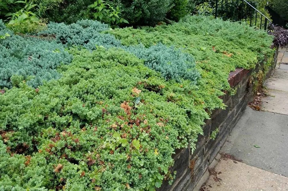 LowMaintenance Shrubs Northeast Gardeners Love Yard Kidz