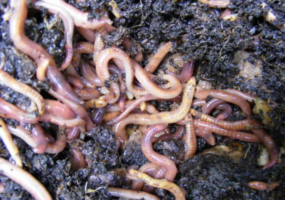 Vermiculture In A Hot Climate How To Take Care Of Worms Yard Kidz