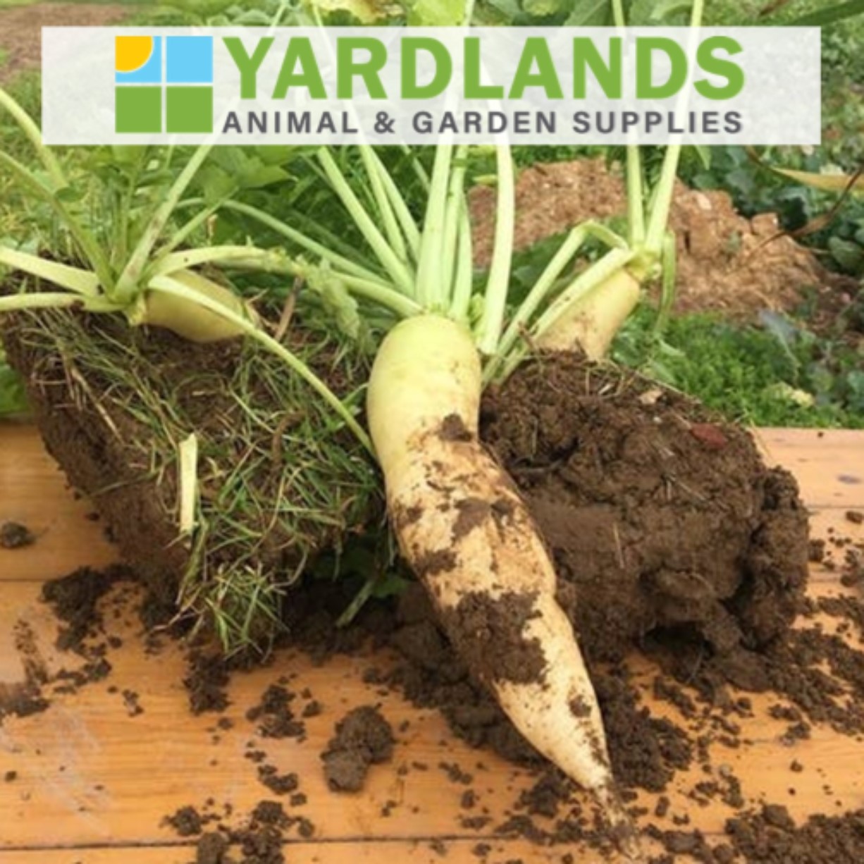 TILLAGE RADISH (DAIKON RADISH) Yardlands