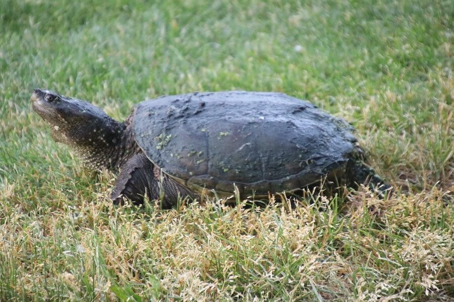 What to Do When You Find a Turtle in Your Backyard? Yard Life Master