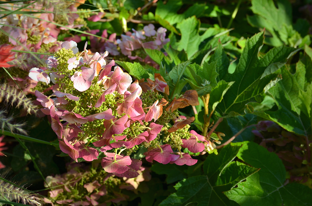 Hydrangea ‘Ruby Slippers’ Yard 'N Garden Land