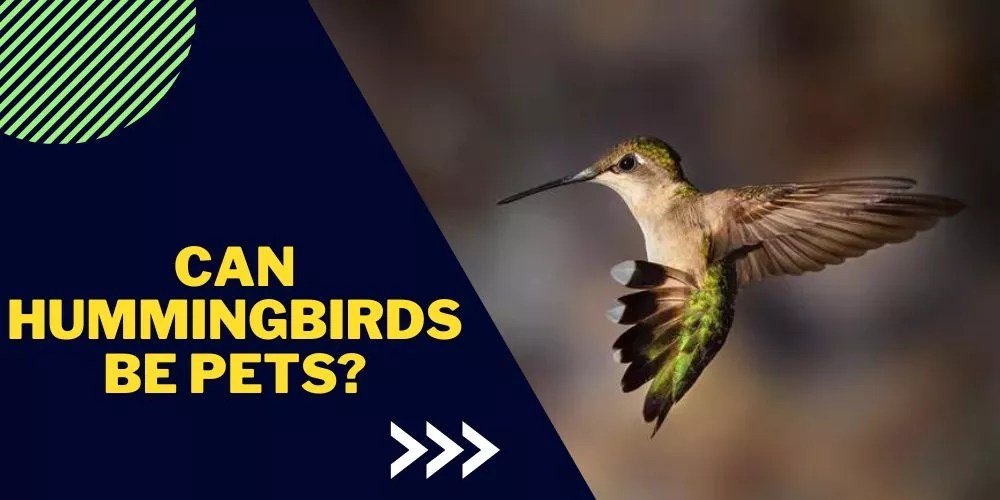 Can Hummingbirds Be Pets? (All You Need To Know)