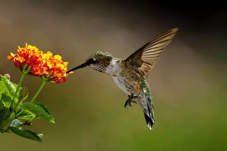 Can Hummingbirds Be Pets? (All You Need To Know)
