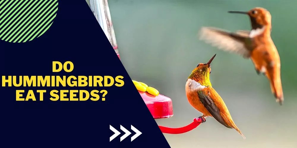 Do Hummingbirds Eat Seeds? (Expert Explains)