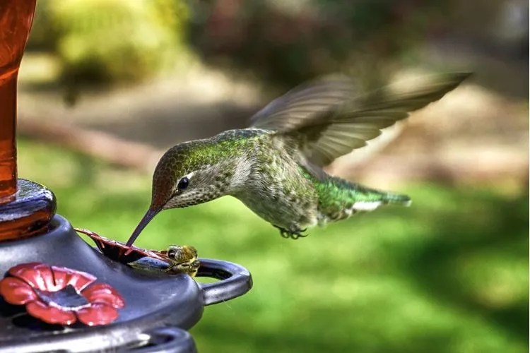 Do Hummingbirds Eat Seeds? (Expert Explains)