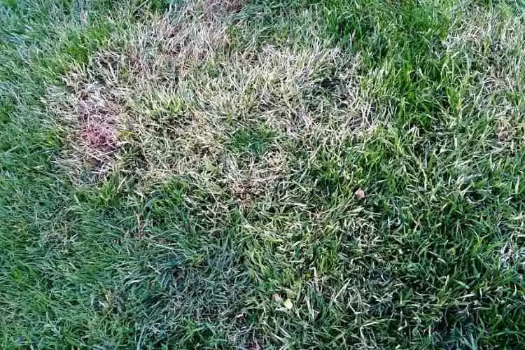 Why Is My Grass Turning White? (Best Explanation)