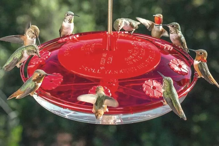 Do Hummingbirds Eat Seeds? (Expert Explains)