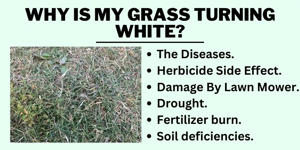Why Is My Grass Turning White? (Best Explanation)