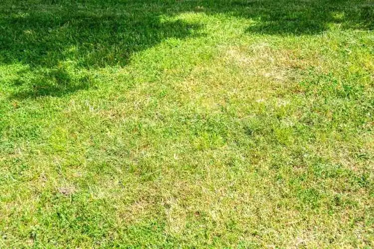 Why Is My Grass Turning White? (Best Explanation)