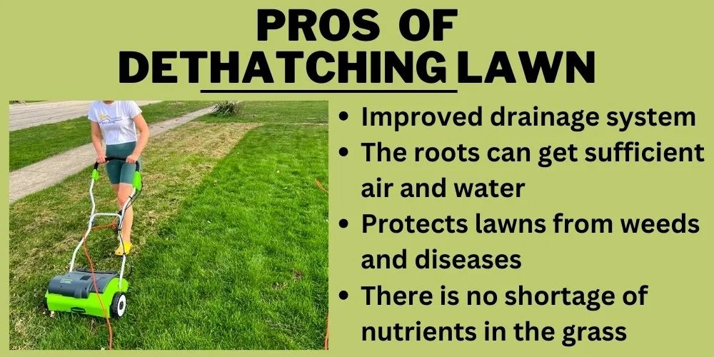 Pros and Cons of Dethatching Lawn Should You Do It?
