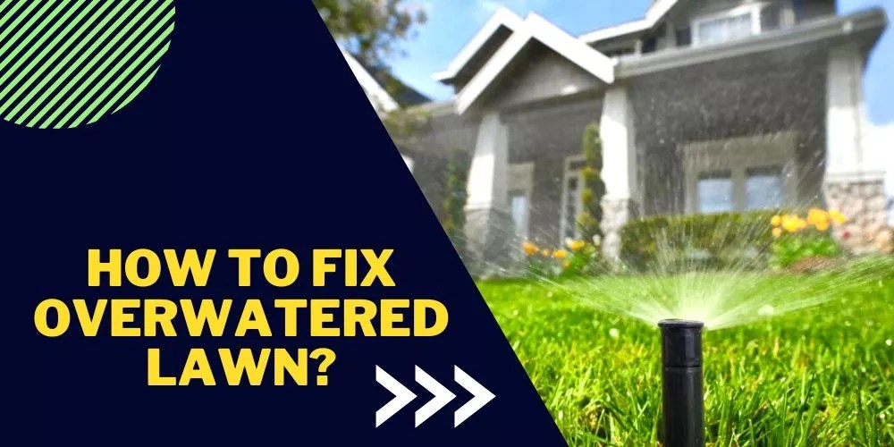 How To Fix Overwatered Lawn? (Easy Guide)