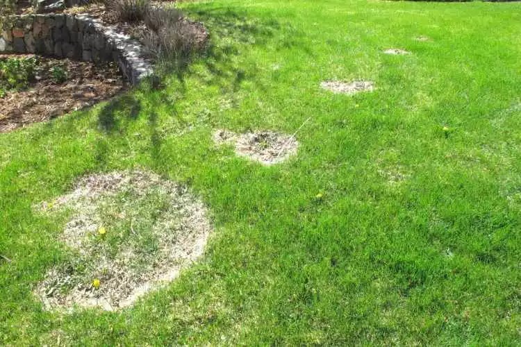 How To Fix Overwatered Lawn? (Easy Guide)
