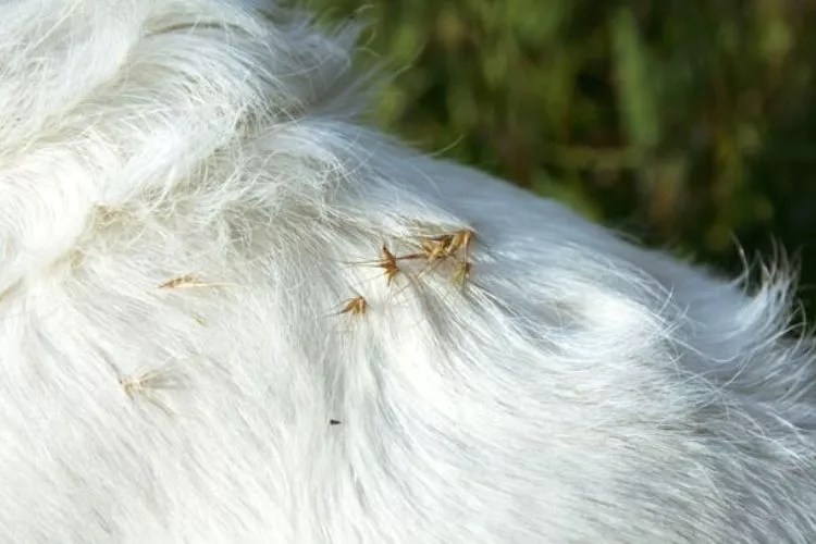 Is Grass Seed Bad For Dogs? What You Should Know