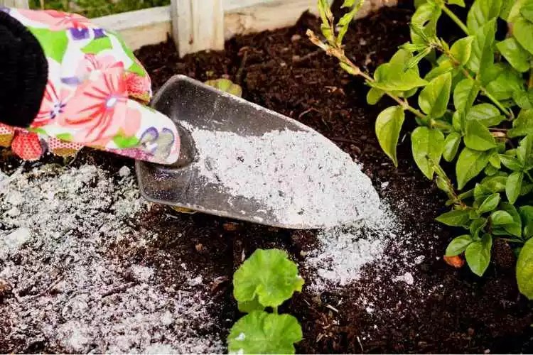 Does Wood Ash Kill Grass? A Definitive Guide