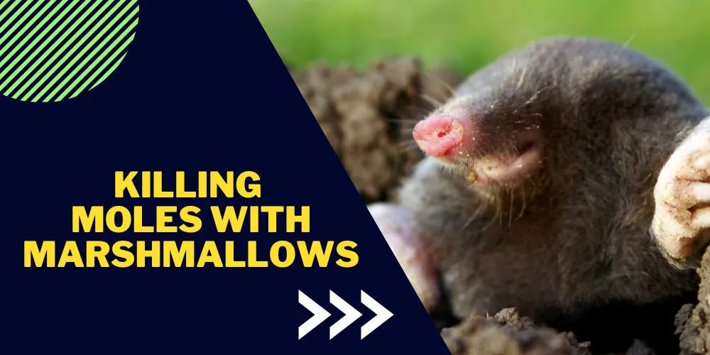 Killing Moles with Marshmallows Complete Guide