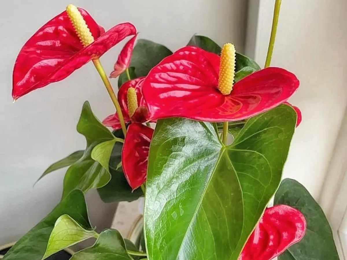 How to Get Anthuriums to Bloom YardOwner