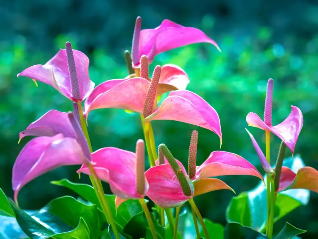 How to Get Anthuriums to Bloom YardOwner