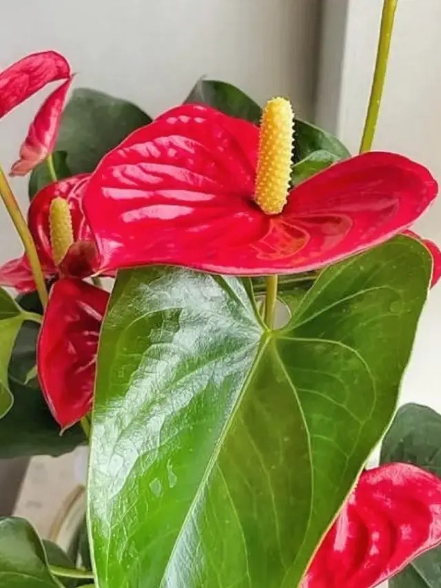 How to Grow Anthuriums that WILL BLOOM All Year YardOwner