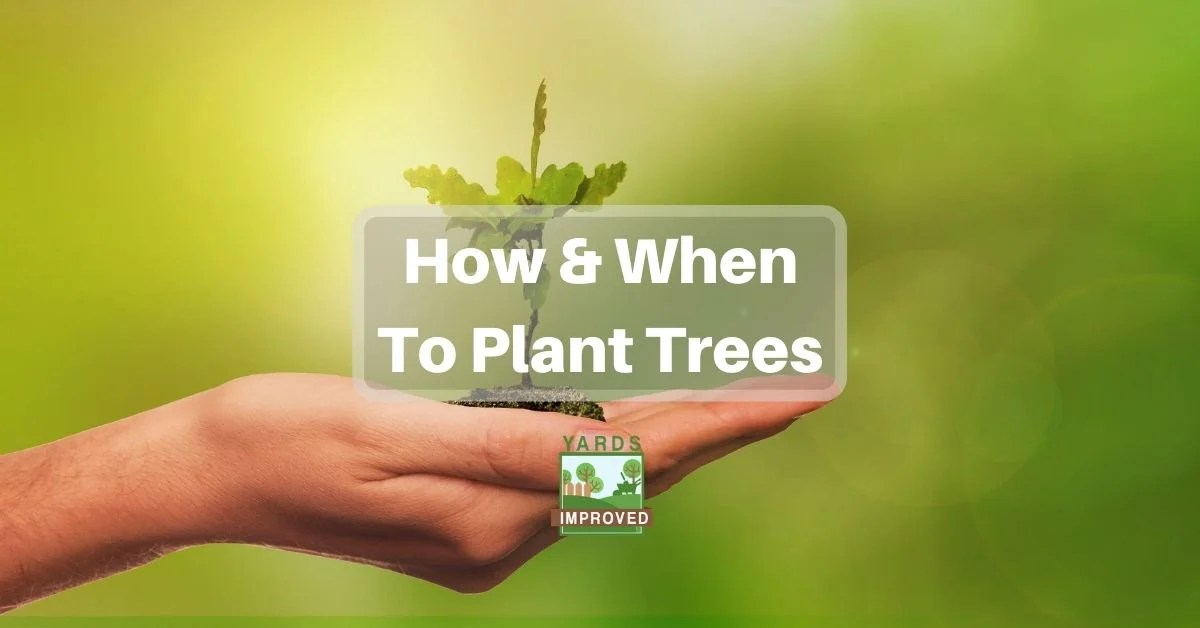 When And How To Plant Trees Yards Improved