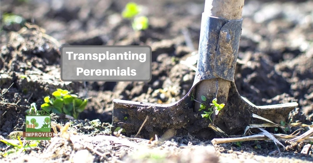 How To Transplant Perennials Yards Improved