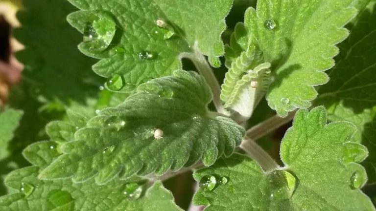 5 Common Plants That Repel Fleas and Ticks from Your Yard