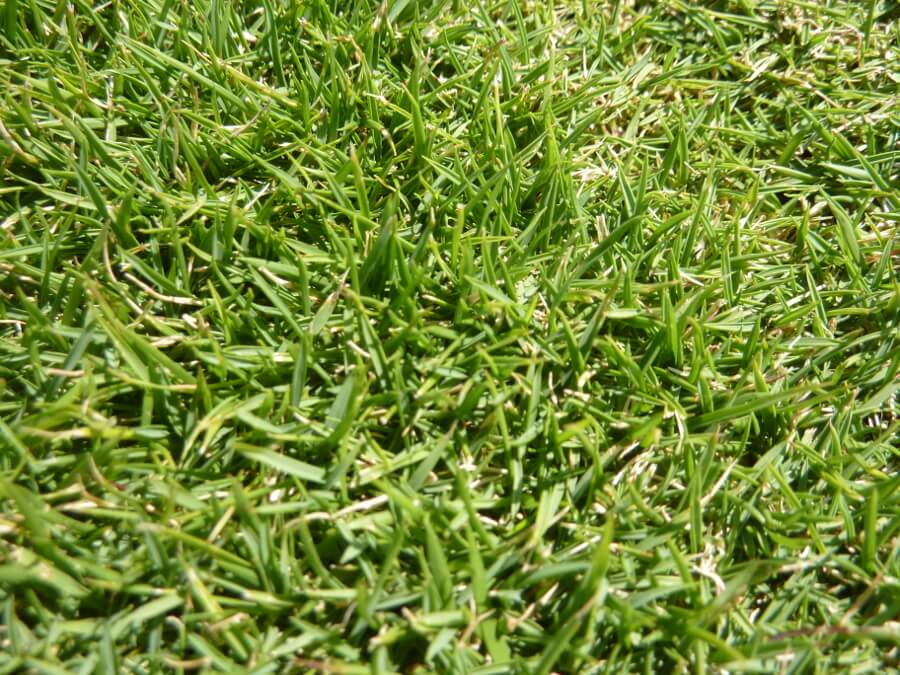 Zoysia vs Fescue Grass Which is Best for Your Yard?