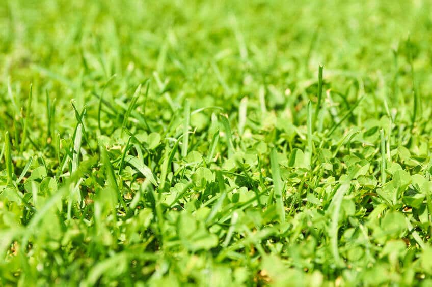 12 Benefits of Clover Lawn and How to Get Started With It