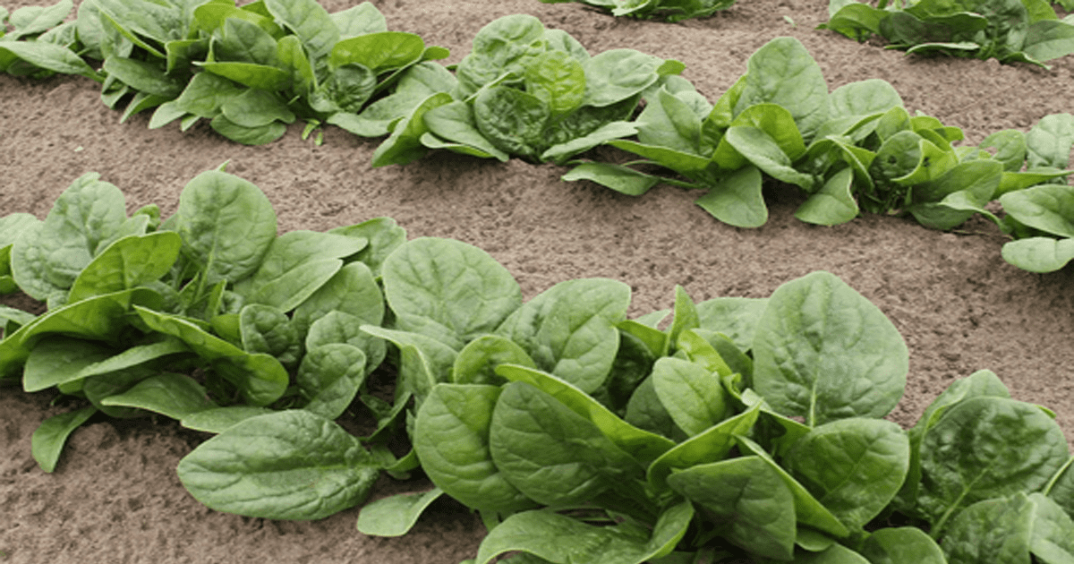 Companion Plants For Spinach The Top Plants They Love Yard Wiki