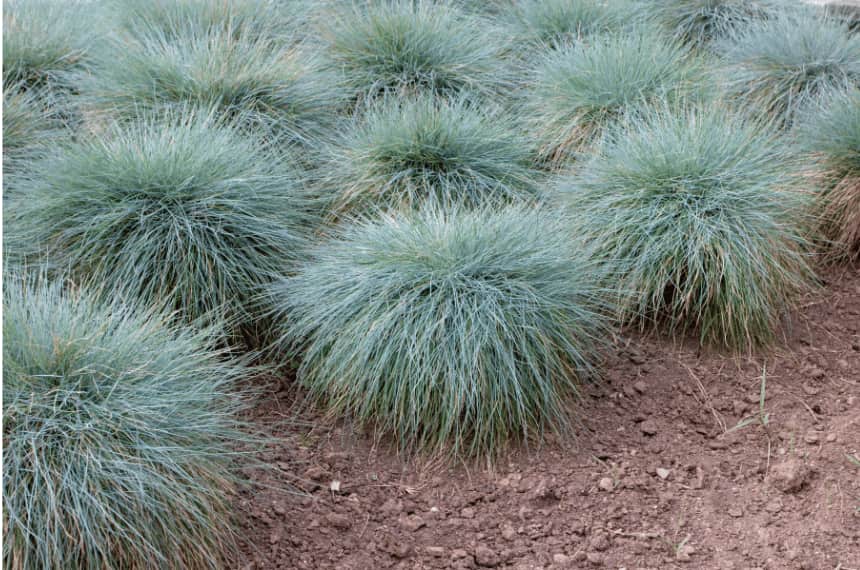 10 Best Plants Around Pools Australia Yard Work