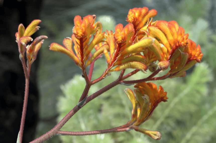 10 Best Plants Around Pools Australia Yard Work