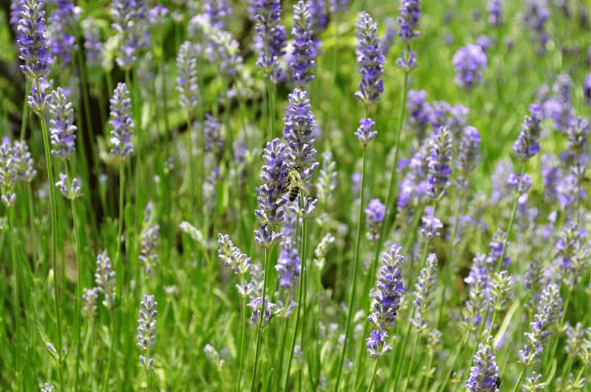 10 Best Plants Around Pools Australia Yard Work